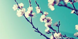 Morbi non lacus ac sapien molestie